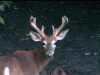 10point1-100-75