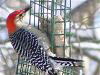 RedBelliedWoodpecker