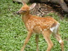 fawn-100-75