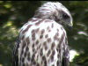 hawklooking-100-75