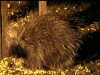 porcupine-100-75
