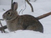 rabbit-100-75