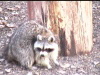 raccoon-100-75