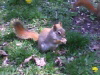 redsquirrel-100-75