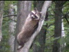 relaxinraccoon-100-75