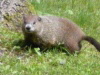 woodchuck-100-75