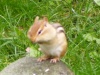chipmunk-100-75