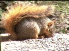 foxsquirrel2-100-75