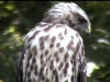 hawklooking-100-75
