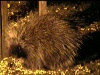 porcupine-100-75