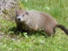 woodchuck-100-75